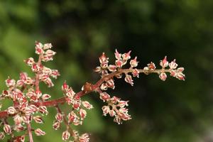 Maianthemum racemosum
