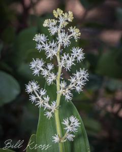 Maianthemum racemosum