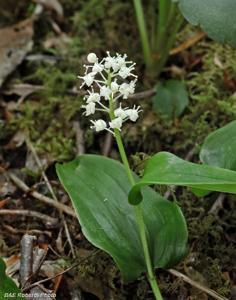 Maianthemum canadense