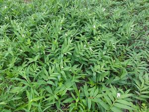 Maianthemum stellatum