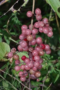 Maianthemum racemosum