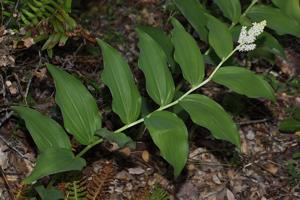 Maianthemum racemosum
