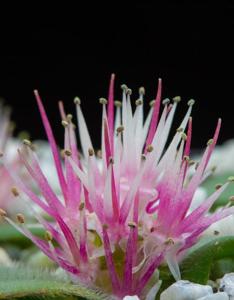utils/thumbs/Asparagaceae/Massonia_itrEdGWpvweCgLKUhcxHSn.jpg