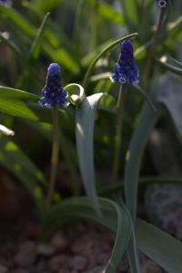Muscari aucheri