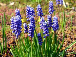 Muscari botryoides