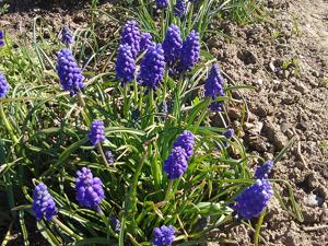 Muscari neglectum