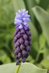 Muscari neglectum