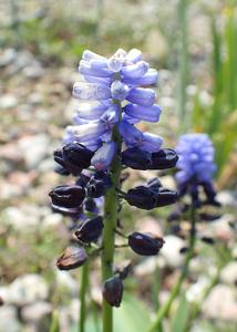 Muscari latifolium