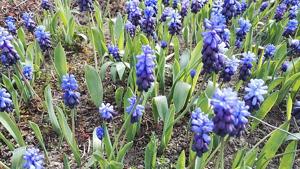 Muscari latifolium