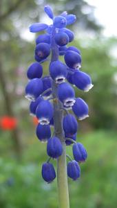 utils/thumbs/Asparagaceae/Muscari_dFwXyrkHJH9mf8phVjmhAj.jpg