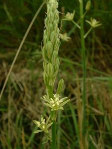 Ornithogalum pyrenaicum