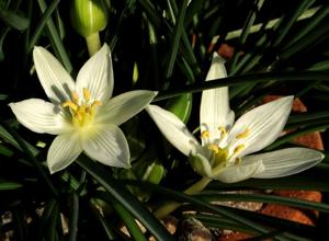 Ornithogalum umbellatum