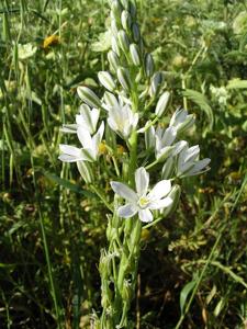 utils/thumbs/Asparagaceae/Ornithogalum_U8dzKRTpL83HGkdKLJgXCj.jpg
