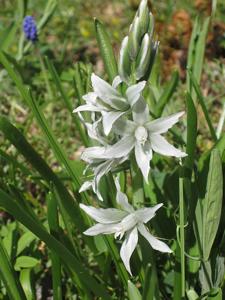 Ornithogalum boucheanum