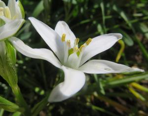 Ornithogalum umbellatum
