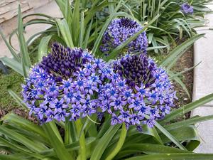 Scilla peruviana