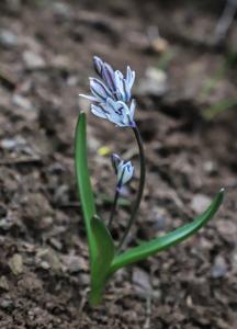 Scilla puschkinioides
