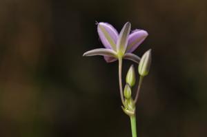 Thysanotus chinensis