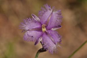 Thysanotus chinensis