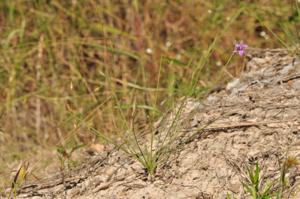 Thysanotus chinensis