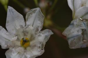 Triteleia hyacinthina
