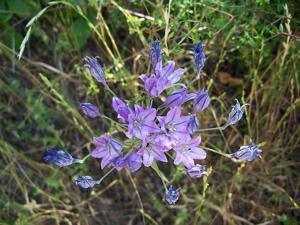 Triteleia laxa
