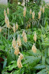 Veltheimia capensis