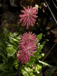 Veltheimia bracteata