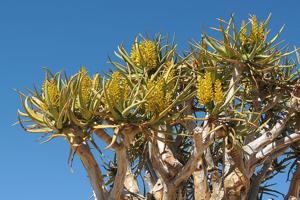 Aloidendron dichotomum