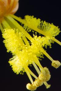 Bulbine favosa