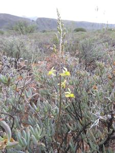 Bulbine favosa
