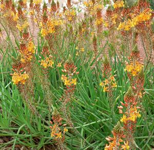 Bulbine frutescens
