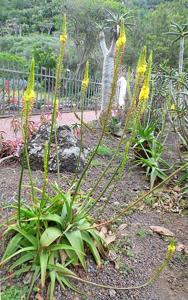 Bulbine alooides
