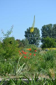 Eremurus stenophyllus