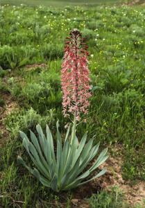 Eremurus alberti
