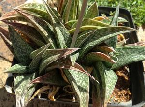 utils/thumbs/Asphodelaceae/Gonialoe_P2qVHbDz3pAjKMp3LKS3Tw.jpg
