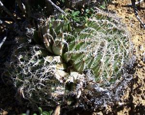 Haworthia nortieri var. devriesii