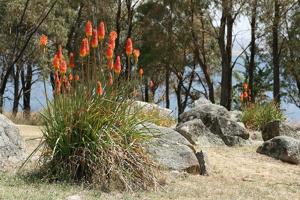 Kniphofia uvaria