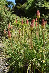 utils/thumbs/Asphodelaceae/Kniphofia_PHGB5RALXdQweWfDGeQrQu.jpg