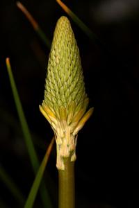 Kniphofia uvaria