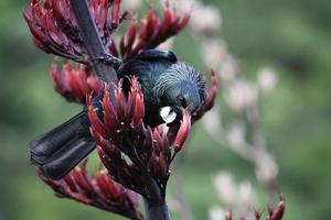 utils/thumbs/Asphodelaceae/Phormium_AgeJLA2NwXyGHrp5juvy9M.jpg
