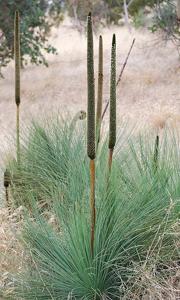 Xanthorrhoea semiplana