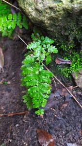 Asplenium foreziense