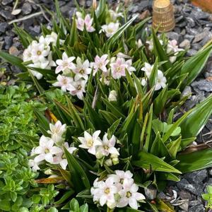 Milligania johnstonii