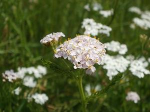 Achillea collina