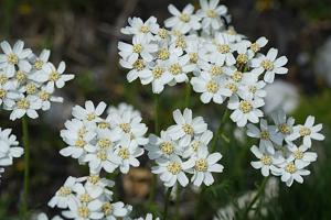 Achillea clavennae