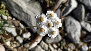 Achillea clavennae
