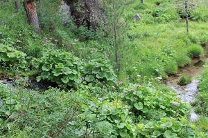 Adenostyles alliariae