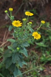 Anisopappus chinensis