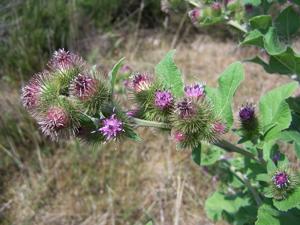 Arctium nemorosum